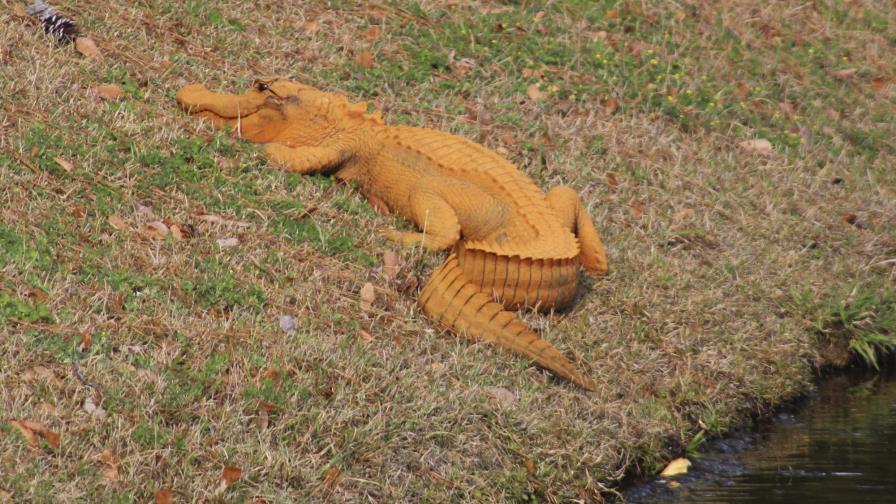 Un caimán anaranjado llama la atención en Estados Unidos