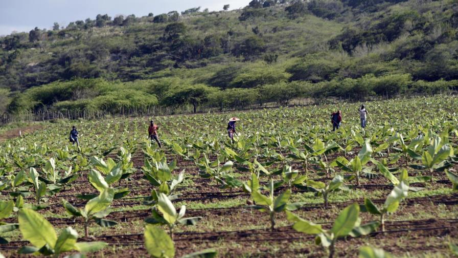Bananeros esperan desembolsos del Banco Agrícola para sembrar predios 
