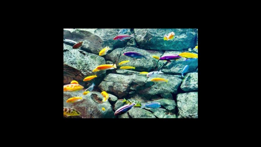 Expertos descubren el porqué de la inusual diversidad de los peces cíclidos