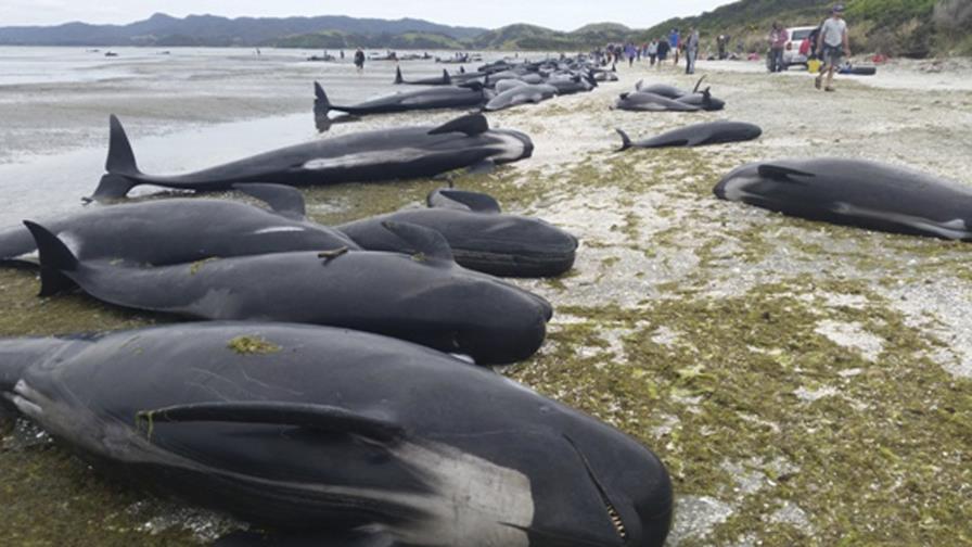 Doscientas ballenas encallan en playa de Nueva Zelanda