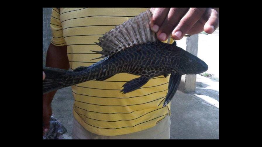 Especies nativas de acuíferos del Este amenazadas por los peces gato y diablo