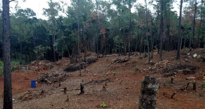 Empresario desmiente haya incurrido en tala de árboles en Jarabacoa