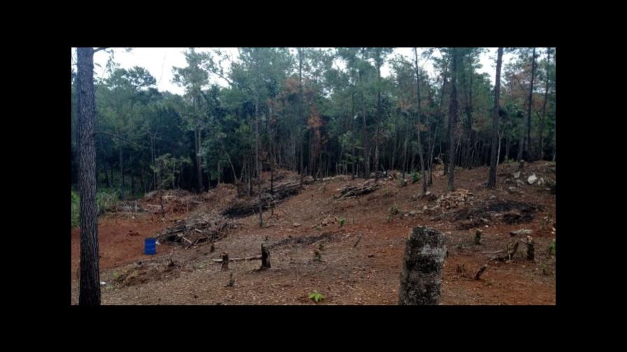 Empresario desmiente haya incurrido en tala de árboles en Jarabacoa