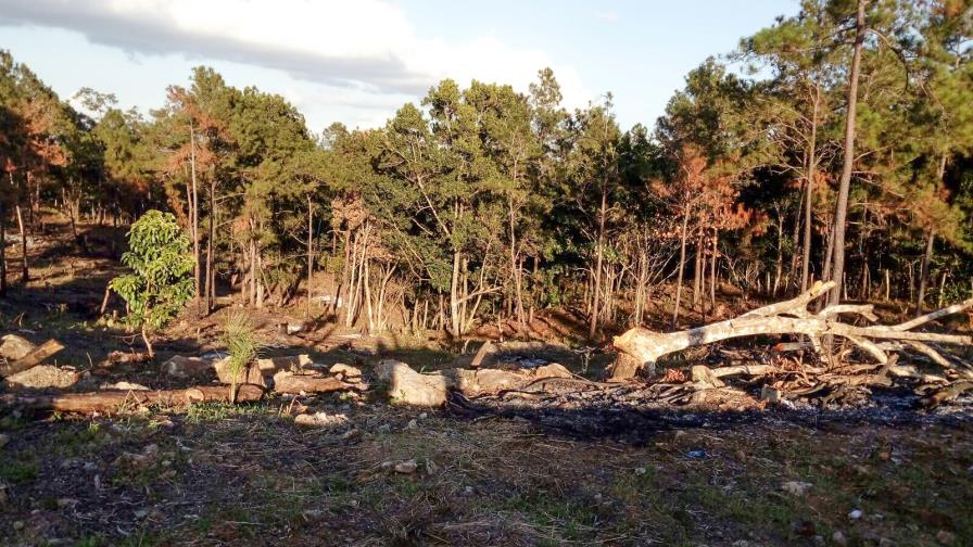 Empresario niega     la tala árboles en municipio Jarabacoa