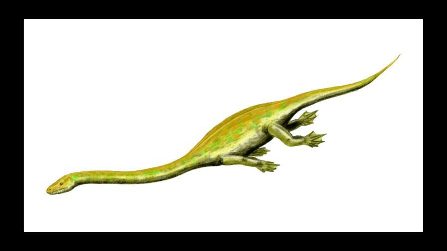 Descubren el fósil del embrión de un animal que se pensaba que era ovíparo