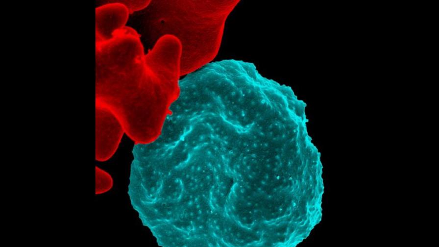 Una vacuna experimental contra la malaria consigue una inmunidad total Una vacuna experimental contra la malaria consigue una inmunidad total