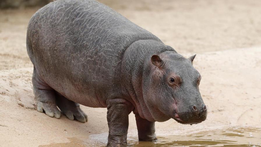 El 47% de las especies responde de manera negativa al cambio climático