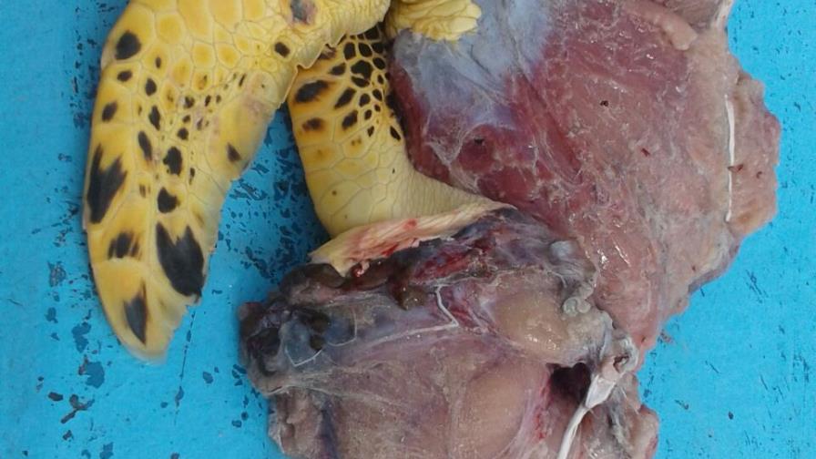 Detienen cinco por matar tortugas carey