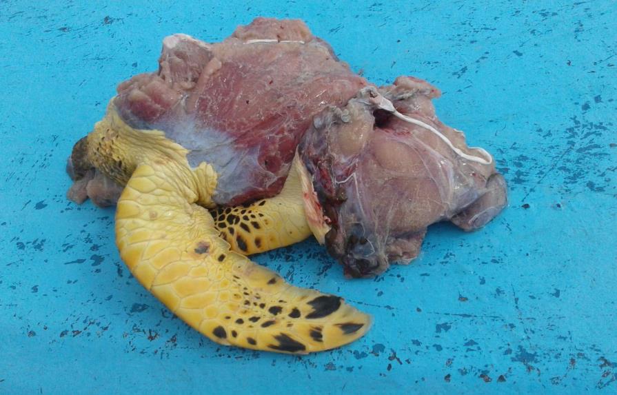 Detienen a cinco personas con carne de tortuga carey