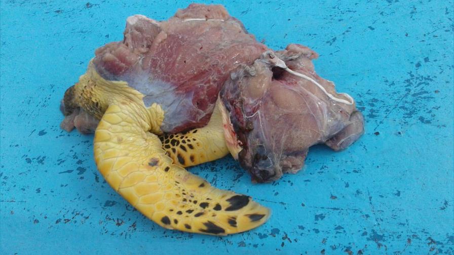 Detienen a cinco personas con carne de tortuga carey