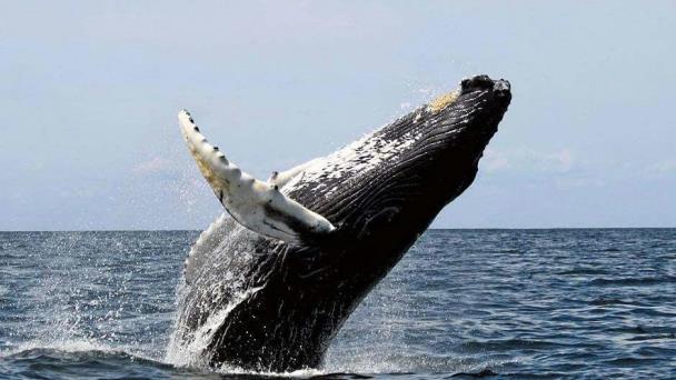 Encargado de Anamar sobre avistamiento de ballena en el malecón de SD: “No es nada nuevo”