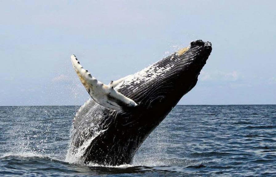 Medio Ambiente invita a la población a visitar las ballenas jorobadas