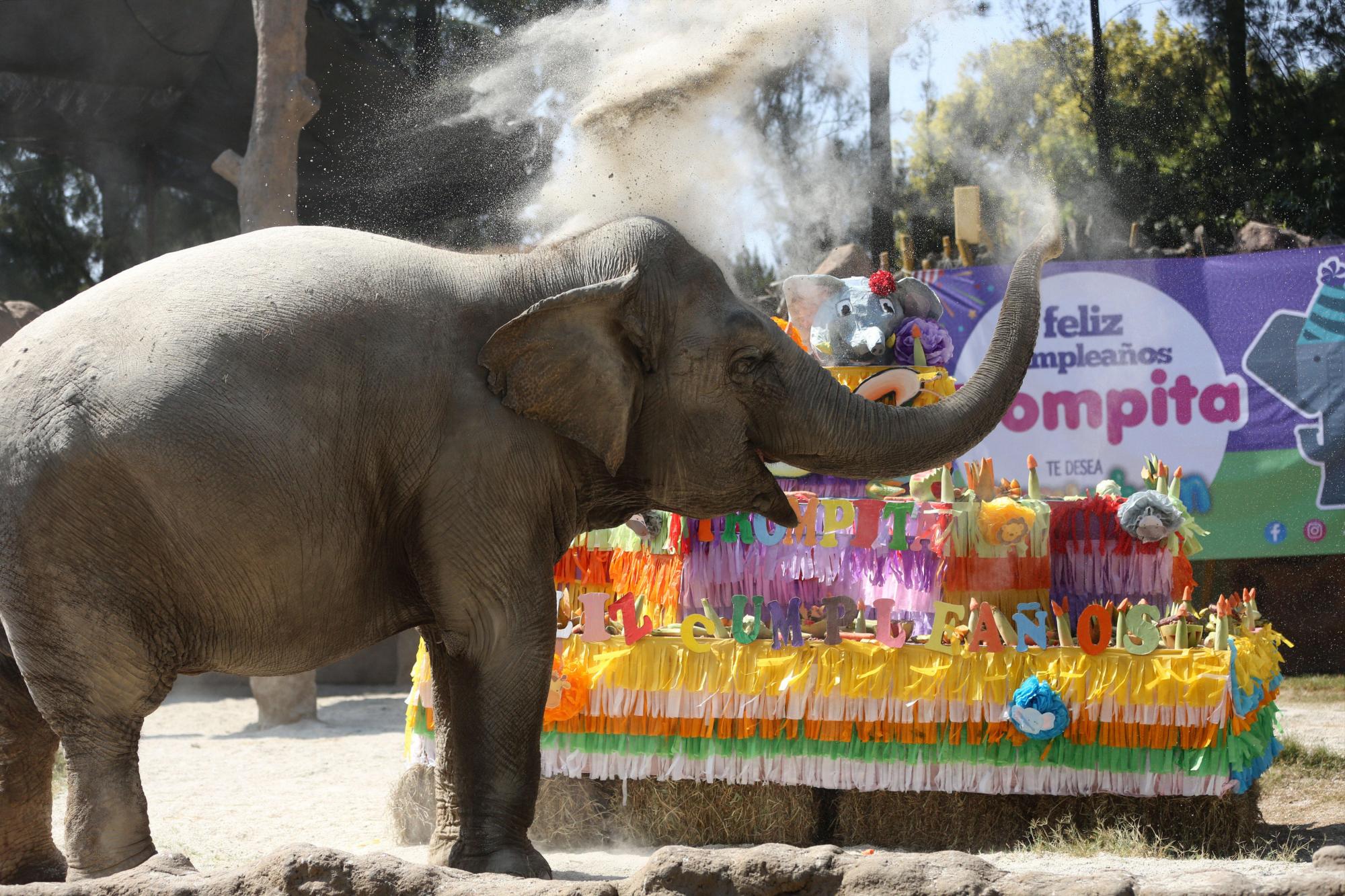 El cumpleaños de la longeva elefanta 