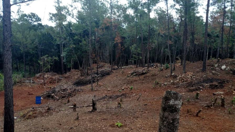 Hacendado aclara tala de      árboles en el municipio Bonao