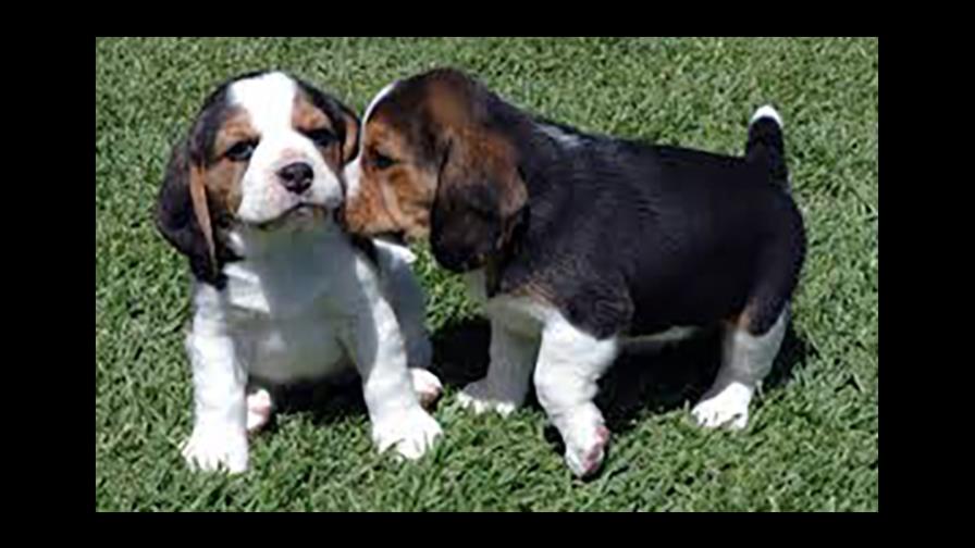 ¿Es importante el pedigree?