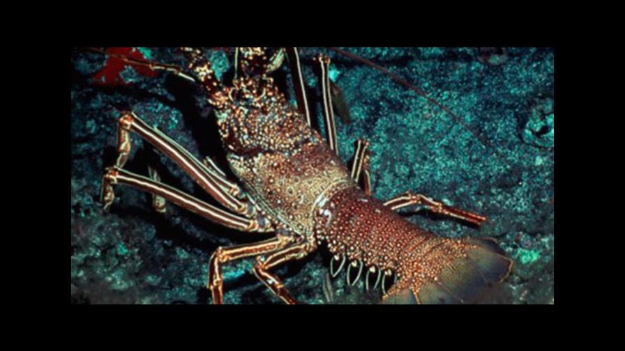 Marcas en el estómago podrían revelar edad de las langostas 