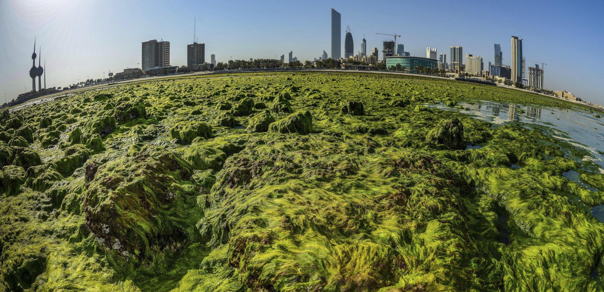 Invasión de algas 