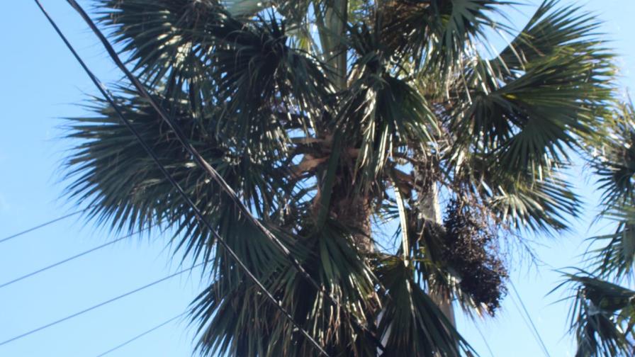 Por qué no se deben podar las palmas del malecón
