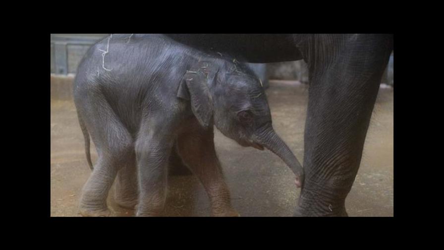 El elefante salvaje de África podría ser el mamífero que menos duerme El elefante salvaje de África podría ser el mamífero que menos duerme