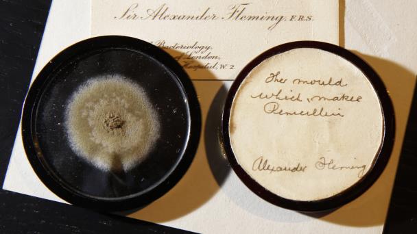 experimento de penicilina de alexander fleming