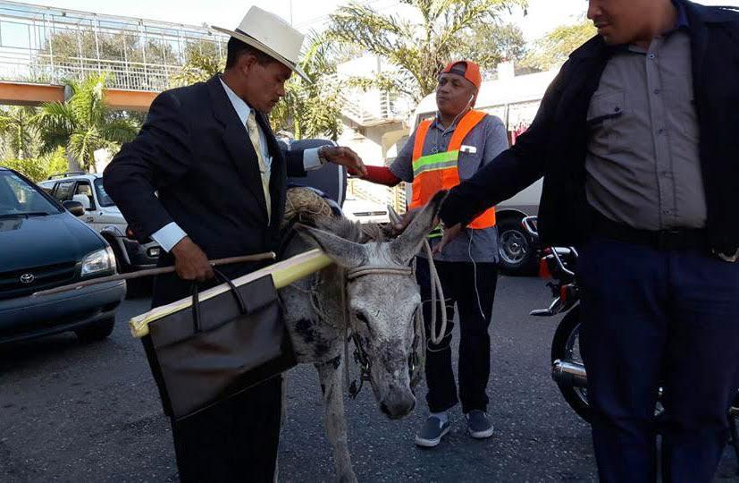 Policía Municipal de Santiago se incauta los burros de peregrinos iban a Palacio Nacional