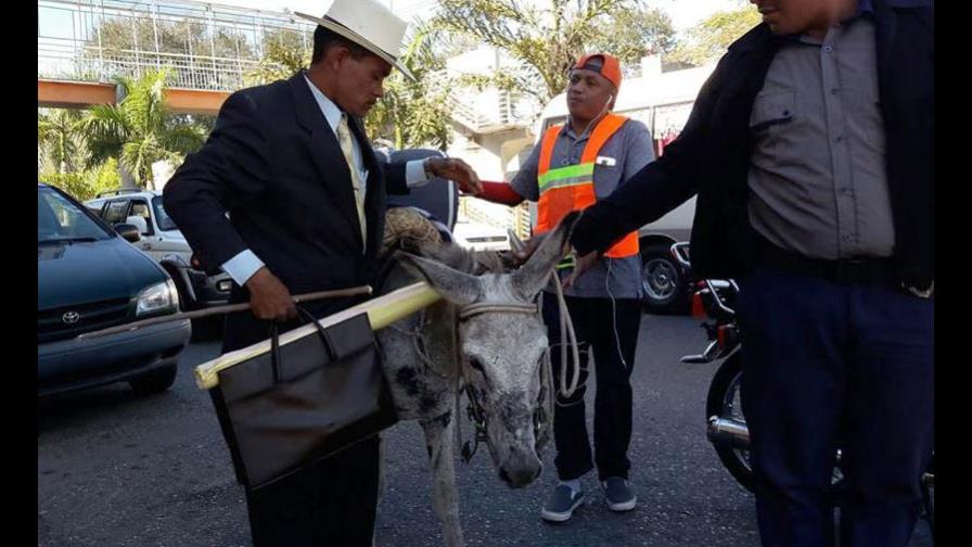 Policía Municipal de Santiago se incauta los burros de peregrinos iban a Palacio Nacional Policía Municipal de Santiago se incauta los burros de peregrinos iban a Palacio Nacional