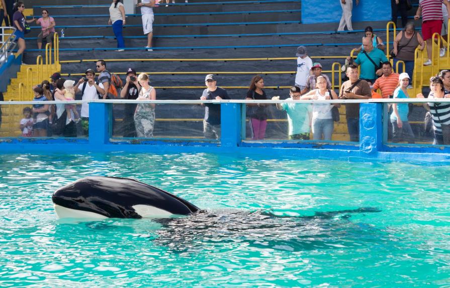 Ecologistas compran acción de firma española en lucha por liberar a una orca