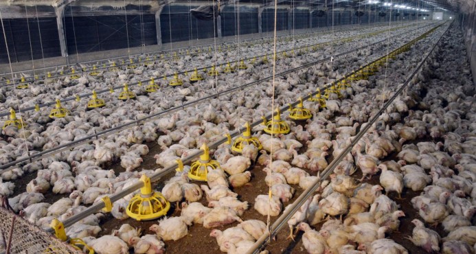 Además de EE.UU., se han registrado brotes de influenza en 17 países europeos, en Japón y en Chile