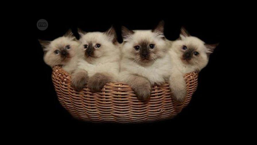 ¿Qué es mejor, gato o gata?