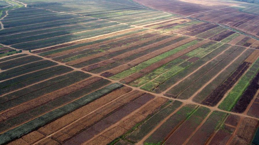Puerto Rico dedica el 14% de sus tierras públicas al cultivo de transgénicos Puerto Rico dedica el 14% de sus tierras públicas al cultivo de transgénicos