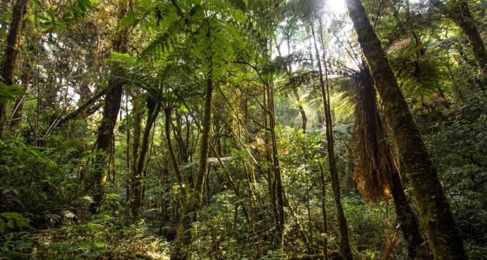 Premios latinoamericanos buscan la protección ambiental y desarrollo verde 