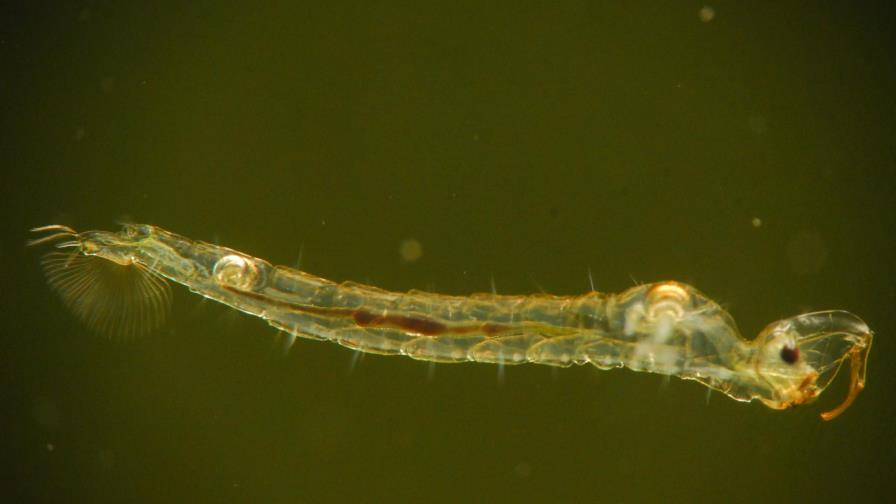 Descubren que una larva de mosca emite gases de efecto invernadero