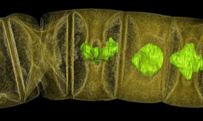 Descubren la planta fosilizada más antigua, de 1.600 millones de años