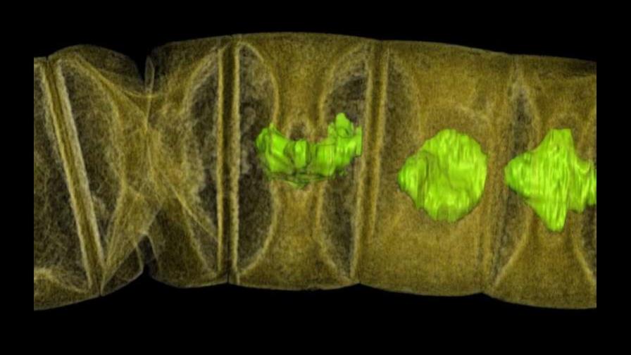 Descubren la planta fosilizada más antigua, de 1.600 millones de años