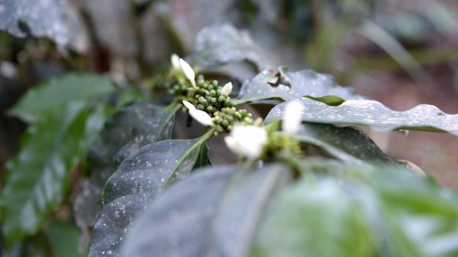 Productores café de Santiago Rodríguez denuncian que quebraron por la roya Productores café de Santiago Rodríguez denuncian que quebraron por la roya