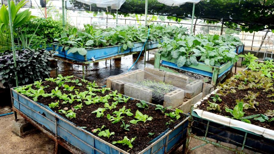 No desperdicie el techo de su casa, transfórmelo en un huerto