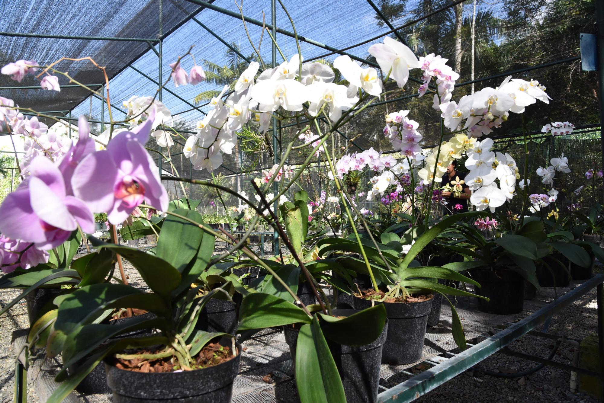 Video: Consejo para que tus orquídeas vivan más - Diario Libre