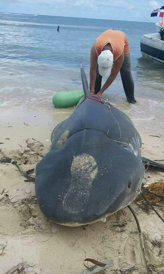 Pescadores de Montecristi capturan enorme tiburón