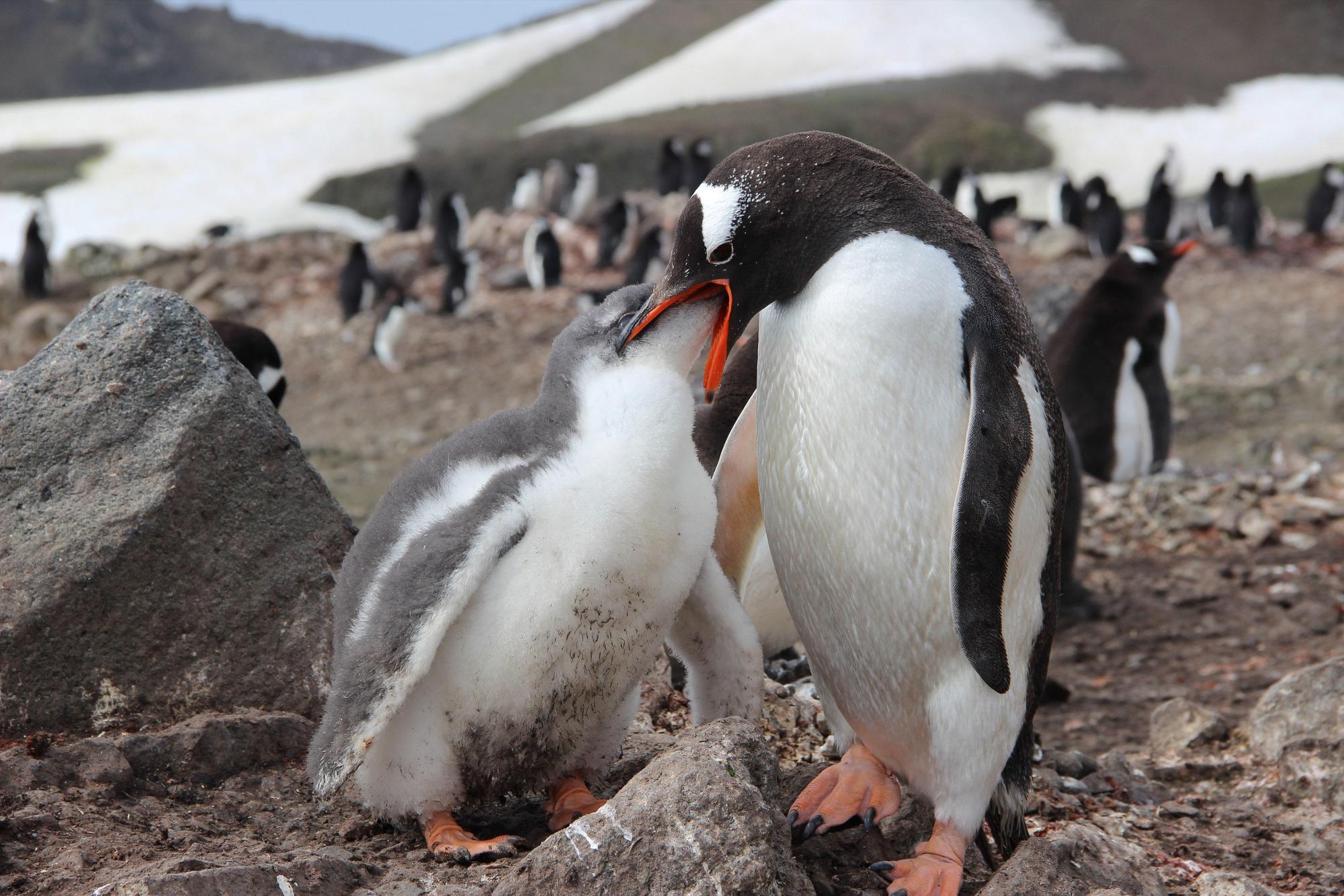 Estudio de especies en La Antártida 