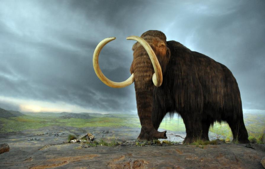 Los mamuts se organizaban en matriarcados