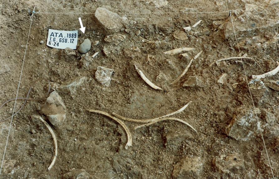 Los hombres de Atapuerca ya cazaban organizados en grupos