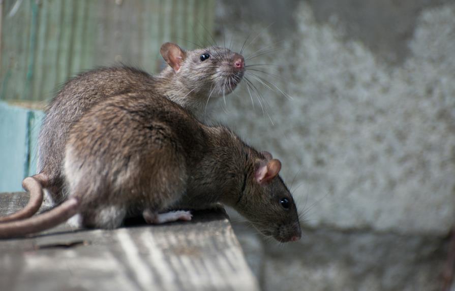 Humanos        y ratones ya convivían en  asentamientos