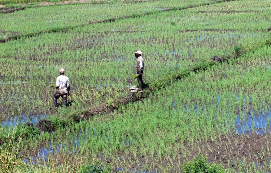 Más de cinco mil tareas de arroz en Bajo Yuna amenazadas por las inundaciones