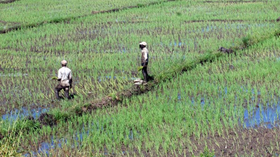 Más de cinco mil tareas de arroz en Bajo Yuna amenazadas por las inundaciones