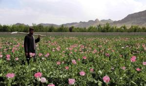 La violenta erradicación del opio en Afganistán