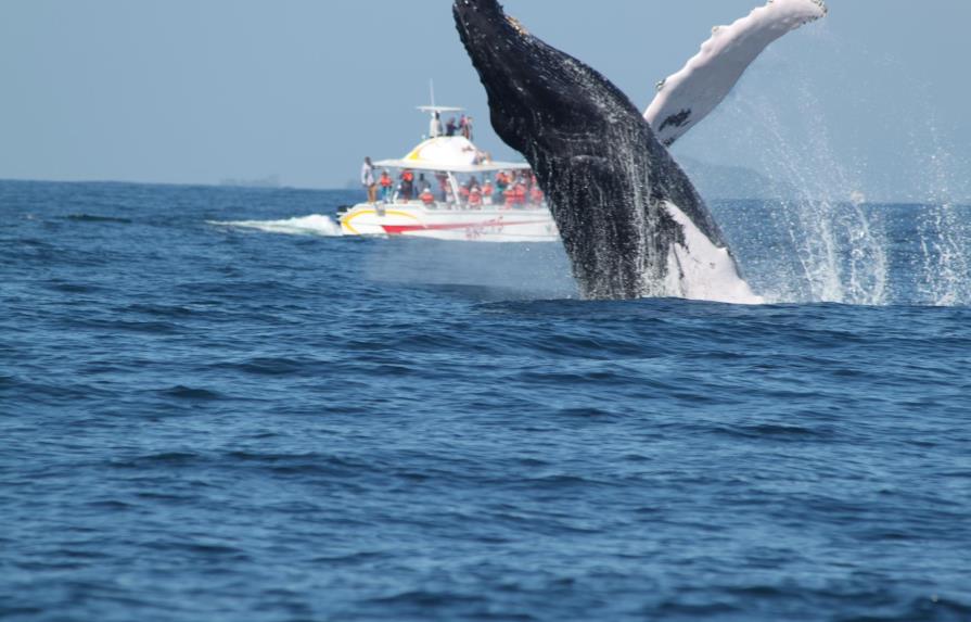 Más de 57 mil turistas visitaron las ballenas en Samaná