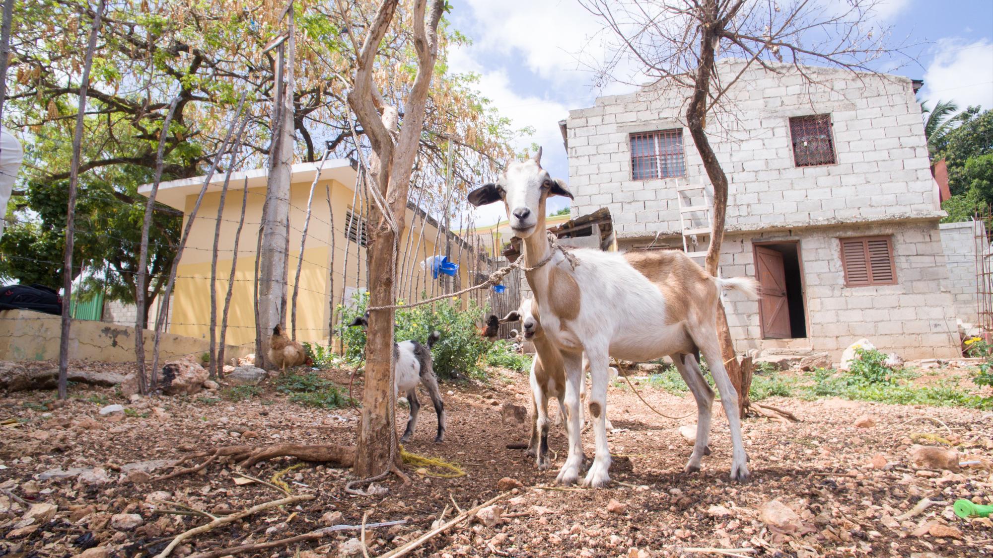 Vista de animales próximo a la escuela Cacique Enriquillo.