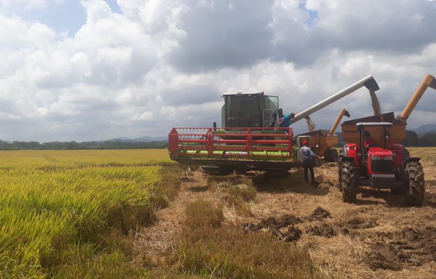 Primera cosecha de arroz en el país; se espera un incremento 