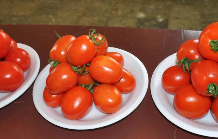 Presentan tomate resistente      a virus