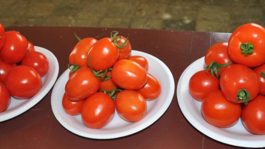 Presentan tomate resistente a virus Presentan tomate resistente a virus